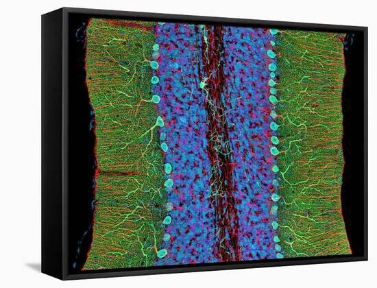 Cerebellum Tissue, Light Micrograph-Thomas Deerinck-Framed Stretched Canvas