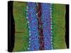 Cerebellum Tissue, Light Micrograph-Thomas Deerinck-Stretched Canvas
