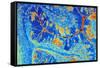 Cerebellum Tissue, Light Micrograph-PASIEKA-Framed Stretched Canvas