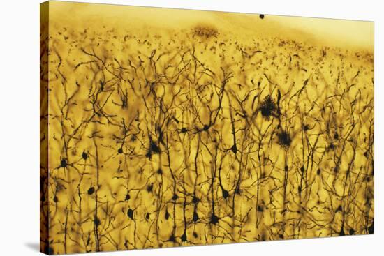 Cerebral Cortex Nerve Cells-null-Stretched Canvas