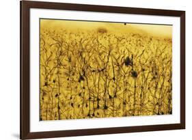 Cerebral Cortex Nerve Cells-null-Framed Photographic Print