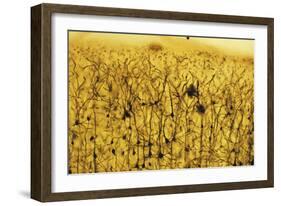 Cerebral Cortex Nerve Cells-null-Framed Photographic Print
