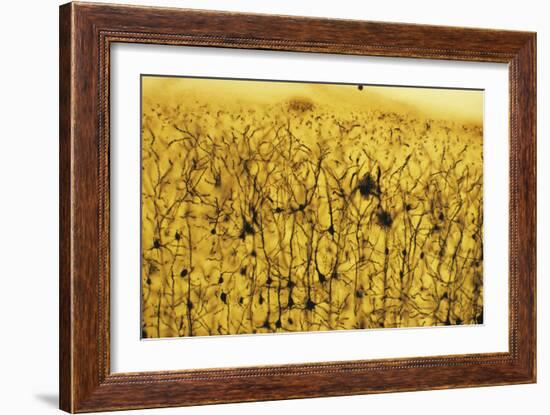 Cerebral Cortex Nerve Cells-null-Framed Photographic Print