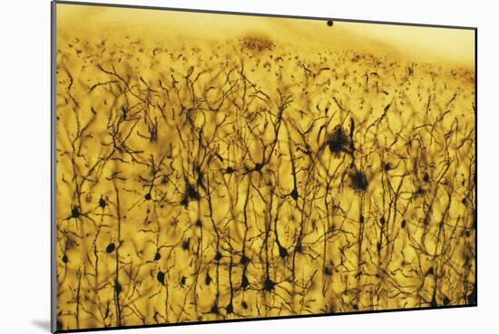 Cerebral Cortex Nerve Cells-null-Mounted Photographic Print