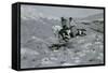 Ceremony of the Fastest Horse, C.1900-Frederic Remington-Framed Stretched Canvas