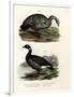 Cereopsis Goose, 1864-null-Framed Giclee Print