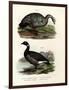 Cereopsis Goose, 1864-null-Framed Giclee Print