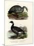 Cereopsis Goose, 1864-null-Mounted Giclee Print