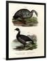 Cereopsis Goose, 1864-null-Framed Giclee Print