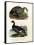 Cereopsis Goose, 1864-null-Framed Stretched Canvas