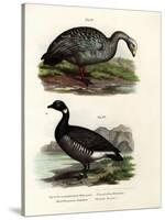 Cereopsis Goose, 1864-null-Stretched Canvas