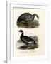 Cereopsis Goose, 1864-null-Framed Giclee Print