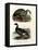 Cereopsis Goose, 1864-null-Framed Stretched Canvas