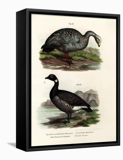 Cereopsis Goose, 1864-null-Framed Stretched Canvas