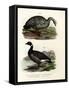 Cereopsis Goose, 1864-null-Framed Stretched Canvas