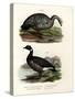 Cereopsis Goose, 1864-null-Stretched Canvas