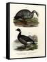 Cereopsis Goose, 1864-null-Framed Stretched Canvas