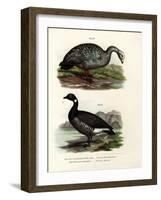 Cereopsis Goose, 1864-null-Framed Giclee Print