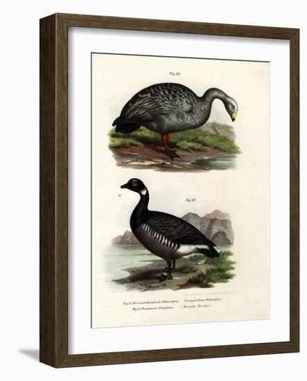 Cereopsis Goose, 1864-null-Framed Giclee Print