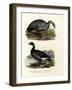 Cereopsis Goose, 1864-null-Framed Giclee Print