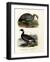 Cereopsis Goose, 1864-null-Framed Giclee Print