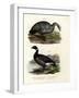 Cereopsis Goose, 1864-null-Framed Giclee Print