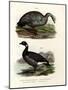 Cereopsis Goose, 1864-null-Mounted Giclee Print