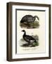 Cereopsis Goose, 1864-null-Framed Giclee Print