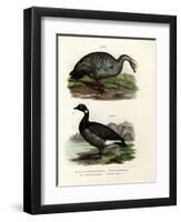 Cereopsis Goose, 1864-null-Framed Giclee Print