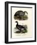 Cereopsis Goose, 1864-null-Framed Giclee Print