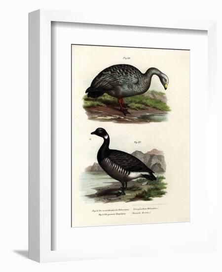 Cereopsis Goose, 1864-null-Framed Giclee Print