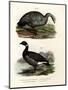 Cereopsis Goose, 1864-null-Mounted Giclee Print