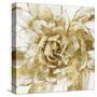 Cereus Aeonium - Bronze-Tania Bello-Stretched Canvas