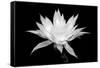 Cereus BW-Douglas Taylor-Framed Stretched Canvas