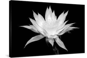 Cereus BW-Douglas Taylor-Stretched Canvas