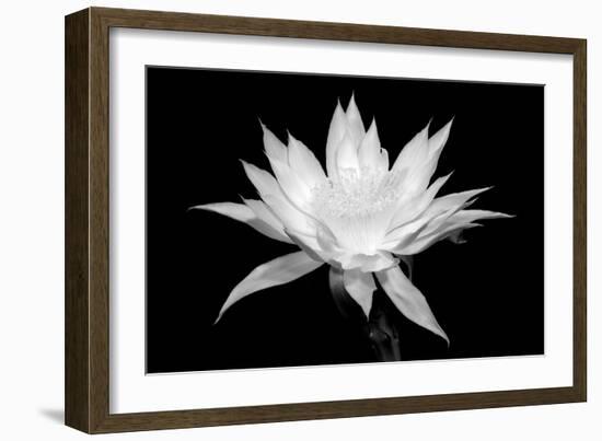 Cereus BW-Douglas Taylor-Framed Art Print