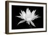 Cereus BW-Douglas Taylor-Framed Art Print