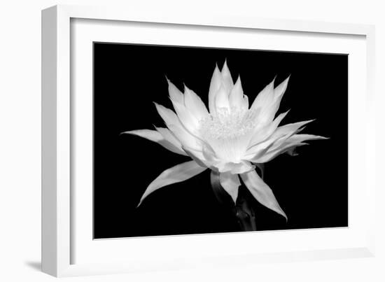 Cereus BW-Douglas Taylor-Framed Art Print