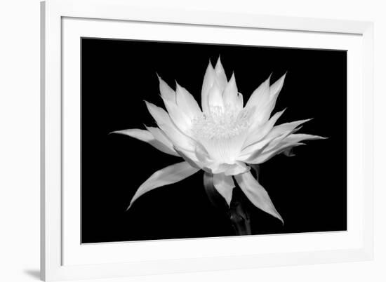 Cereus BW-Douglas Taylor-Framed Premium Giclee Print