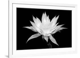 Cereus BW-Douglas Taylor-Framed Premium Giclee Print