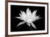 Cereus BW-Douglas Taylor-Framed Premium Giclee Print