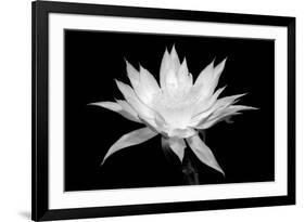 Cereus BW-Douglas Taylor-Framed Premium Giclee Print