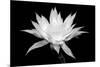 Cereus BW-Douglas Taylor-Mounted Premium Giclee Print