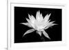 Cereus BW-Douglas Taylor-Framed Art Print