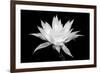 Cereus BW-Douglas Taylor-Framed Art Print