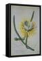 Cereus Cactus, A Botanical Illustration-Georg Dionysius Ehret-Framed Stretched Canvas