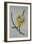 Cereus Cactus, A Botanical Illustration-Georg Dionysius Ehret-Framed Giclee Print