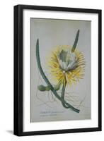 Cereus Cactus, A Botanical Illustration-Georg Dionysius Ehret-Framed Giclee Print