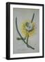 Cereus Cactus, A Botanical Illustration-Georg Dionysius Ehret-Framed Giclee Print