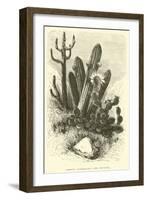 Cereus Cadelaris and Opuntia-Édouard Riou-Framed Giclee Print